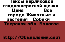 Таксы карликовой гладкошерстной щенки › Цена ­ 20 000 - Все города Животные и растения » Собаки   . Тверская обл.,Бологое г.